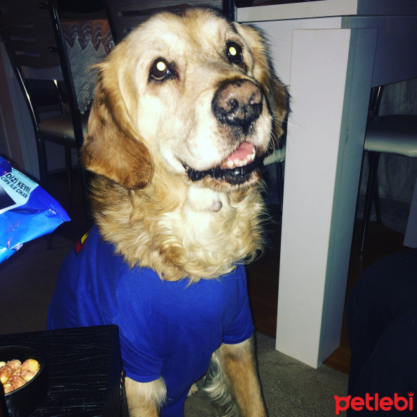 Golden Retriever, Köpek  boss fotoğrafı