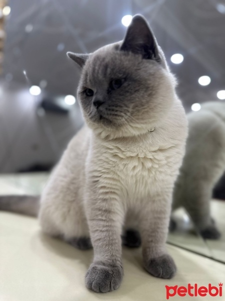 British Shorthair, Kedi  Cookie fotoğrafı