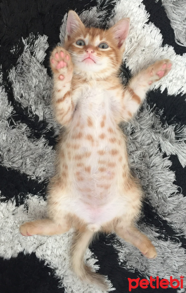 Soke, Kedi  Bambi fotoğrafı