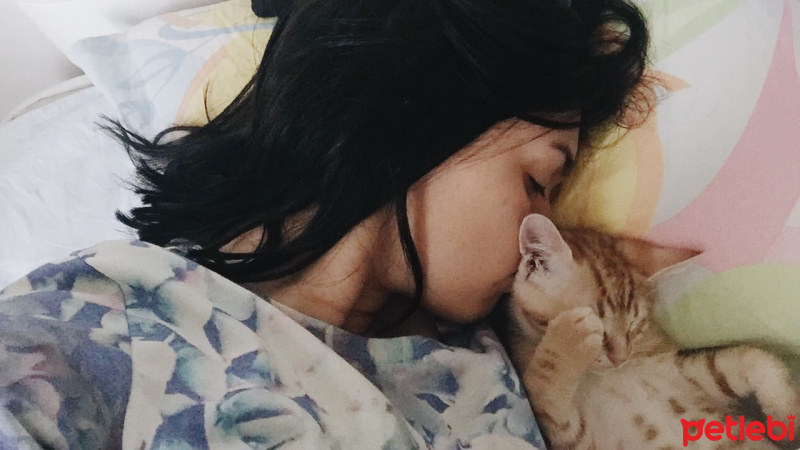 Soke, Kedi  Bambi fotoğrafı
