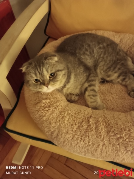 British Shorthair, Kedi  Duman fotoğrafı