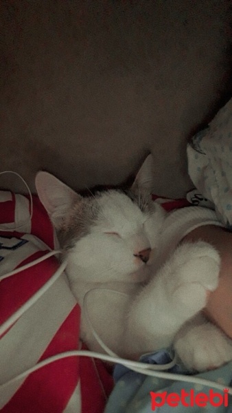 Tekir Kedi, Kedi  Leonn fotoğrafı