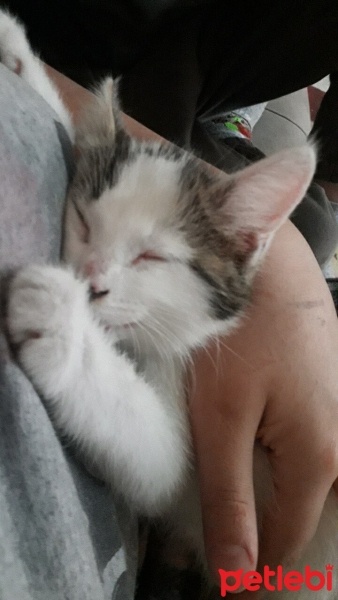 Tekir Kedi, Kedi  Leonn fotoğrafı