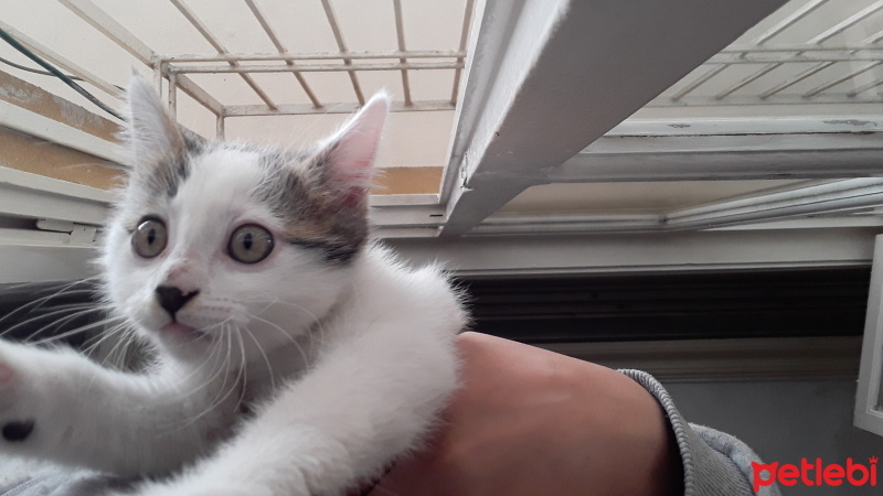 Tekir Kedi, Kedi  Leonn fotoğrafı