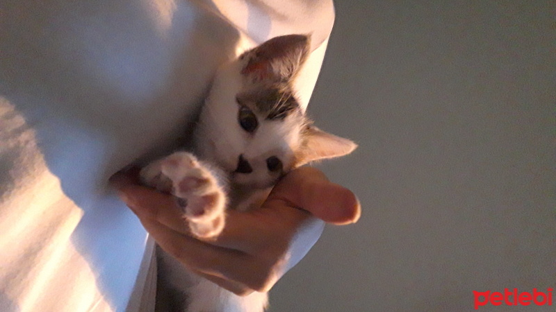 Tekir Kedi, Kedi  Leonn fotoğrafı
