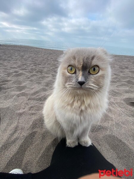 Scottish Fold, Kedi  Mia fotoğrafı