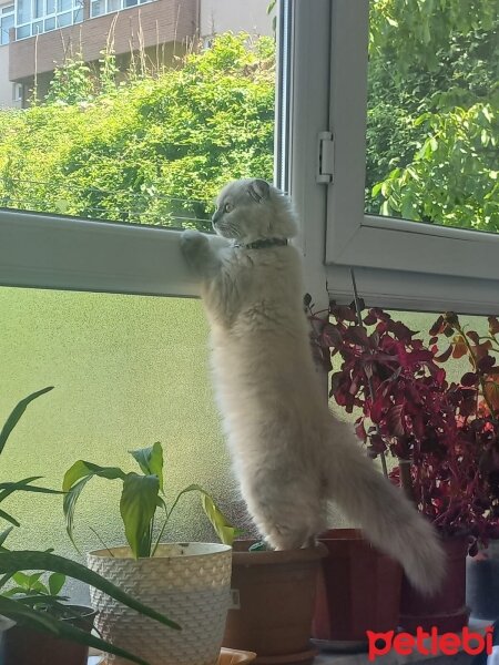 Scottish Fold, Kedi  Mia fotoğrafı