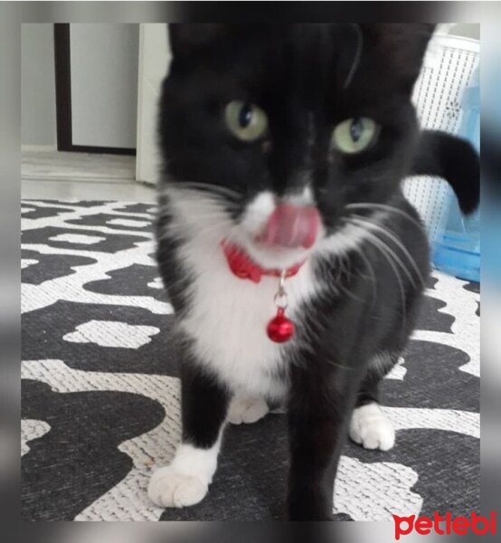 Tuxedo (Smokin) Kedi, Kedi  Gölge fotoğrafı