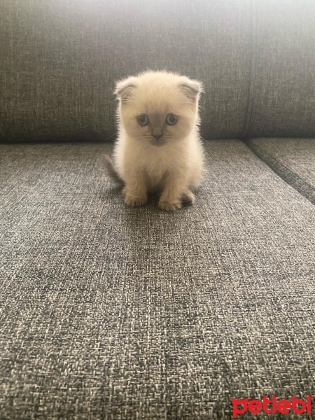 British Shorthair, Kedi  Balım balım fotoğrafı