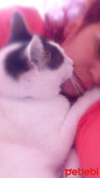 Tekir Kedi, Kedi  Latif fotoğrafı