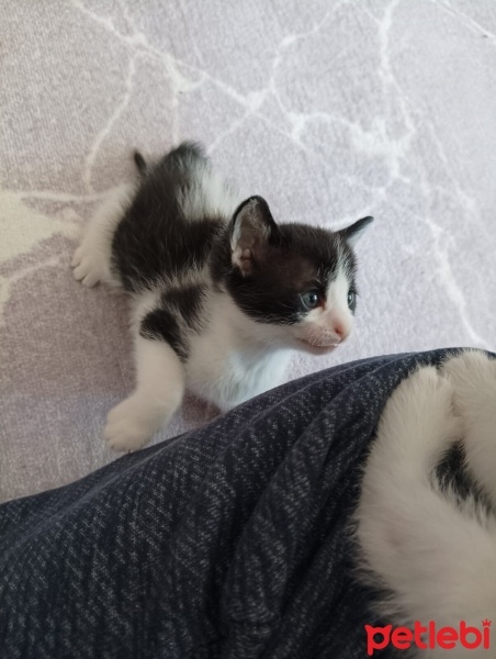 Tekir Kedi, Kedi  sushi fotoğrafı