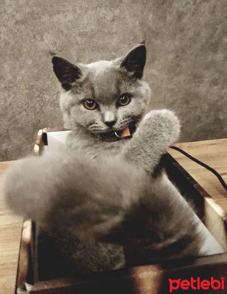 British Shorthair, Kedi  duman  fotoğrafı