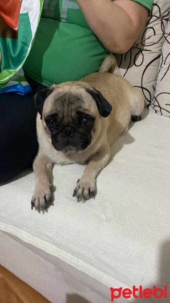 Pug, Köpek  Zeyna fotoğrafı