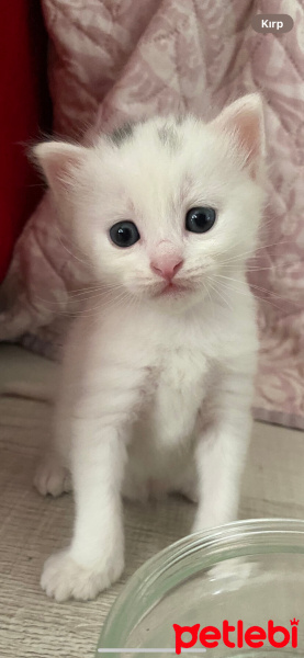 Van Kedisi, Kedi  Venüs fotoğrafı