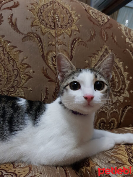 Tekir Kedi, Kedi  Misa fotoğrafı