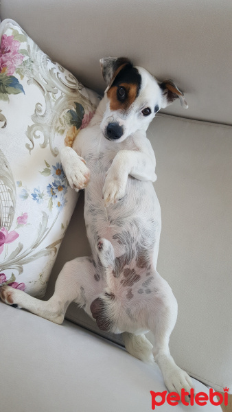 Jack Russell Terrier, Köpek  Maylo fotoğrafı
