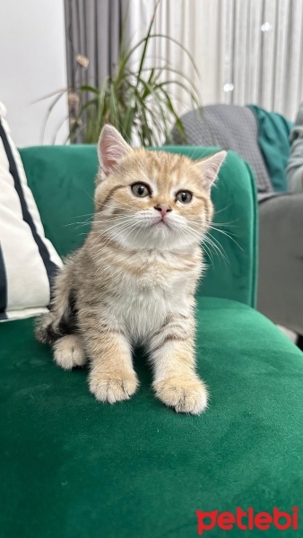 British Shorthair, Kedi  Bade fotoğrafı