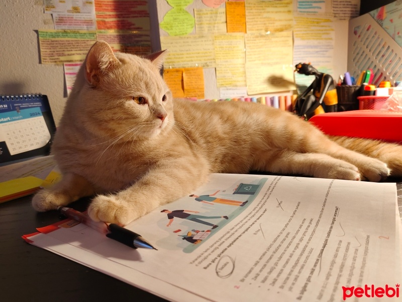 British Shorthair, Kedi  Mia fotoğrafı