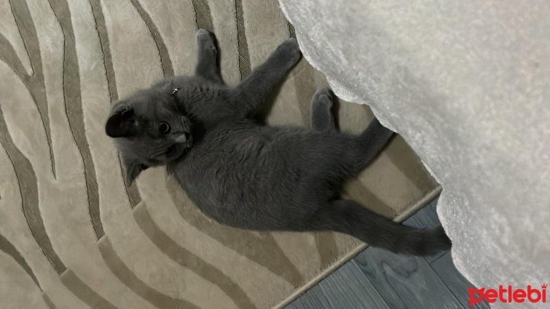 British Shorthair, Kedi  Aslan fotoğrafı
