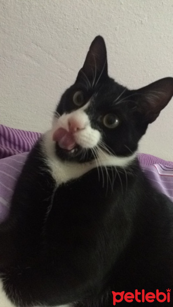 Tuxedo (Smokin) Kedi, Kedi  Pasha fotoğrafı