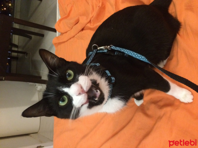 Tuxedo (Smokin) Kedi, Kedi  Pasha fotoğrafı