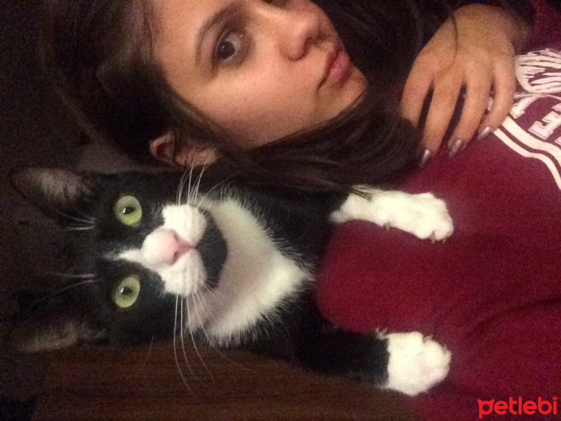 Tuxedo (Smokin) Kedi, Kedi  Pasha fotoğrafı