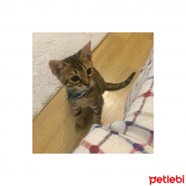 Tekir Kedi, Kedi  E.T. fotoğrafı