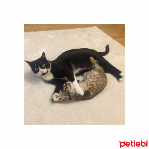 Tekir Kedi, Kedi  E.T. fotoğrafı