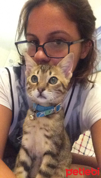 Tekir Kedi, Kedi  E.T. fotoğrafı