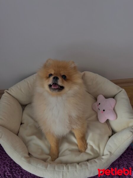 Pomeranyalı, Köpek  Güneş fotoğrafı