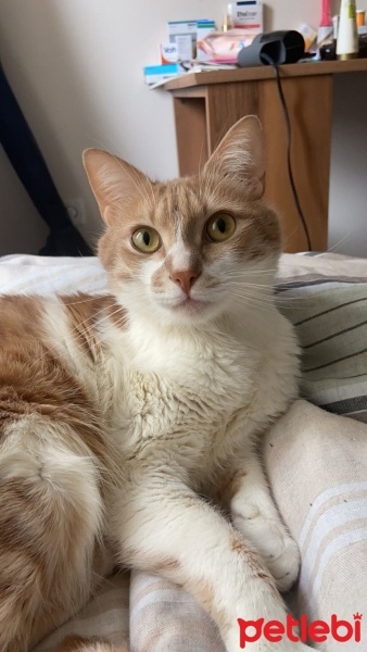 Sarman, Kedi  Künefe fotoğrafı