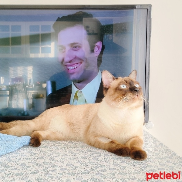Siyam Kedisi, Kedi  Martin fotoğrafı