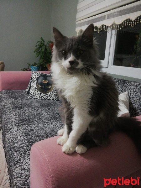 Mavi Rus, Kedi  Miya fotoğrafı