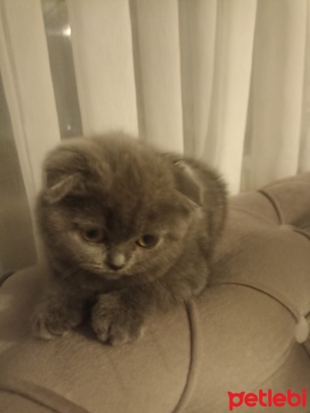 Scottish Fold, Kedi  Duman fotoğrafı