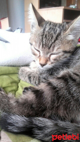 Tekir Kedi, Kedi  Venüs fotoğrafı