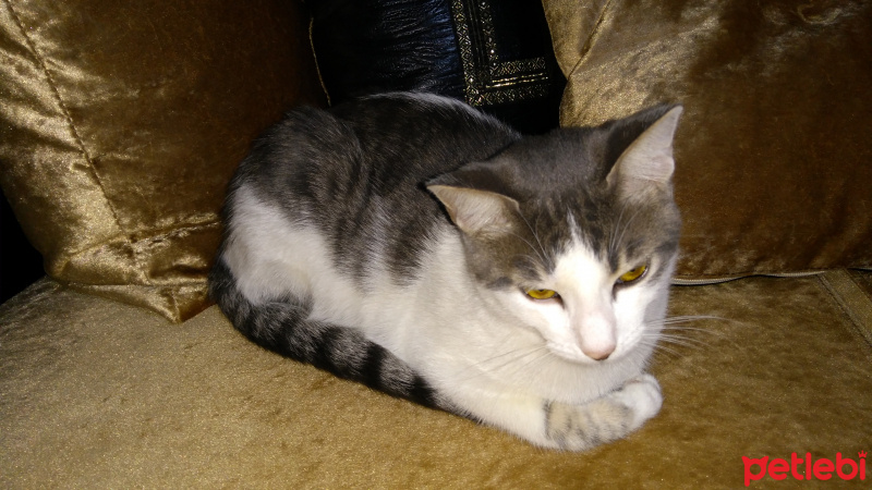 Tekir Kedi, Kedi  Tospik fotoğrafı