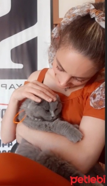 Scottish Fold, Kedi  Yumak fotoğrafı