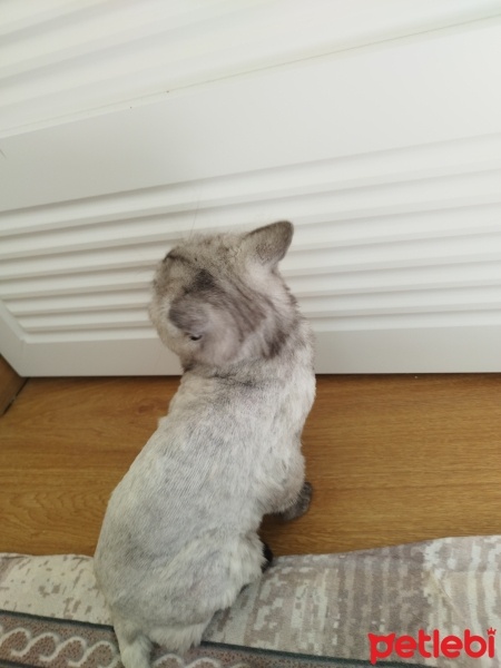 British Shorthair, Kedi  Leydi fotoğrafı