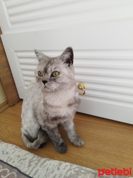 British Shorthair, Kedi  Leydi fotoğrafı