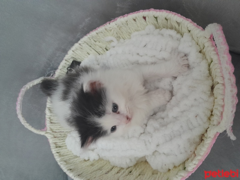 Scottish Fold, Kedi  Paşa fotoğrafı