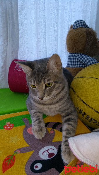 Tekir Kedi, Kedi  Çostik fotoğrafı