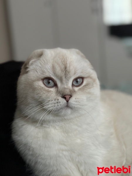 Scottish Fold, Kedi  Murphy fotoğrafı
