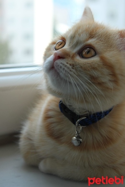 British Shorthair, Kedi  Tarçın fotoğrafı