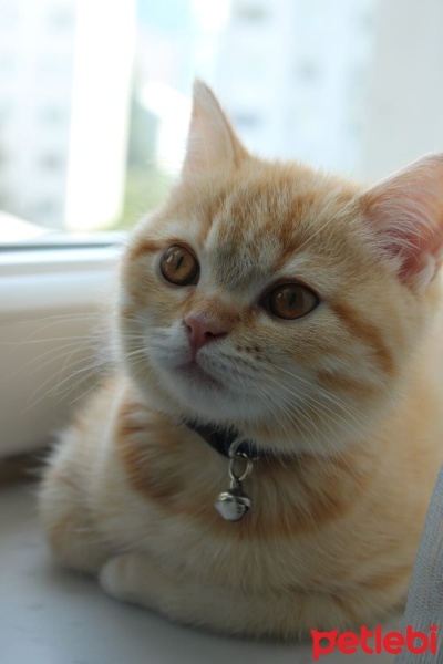 British Shorthair, Kedi  Tarçın fotoğrafı