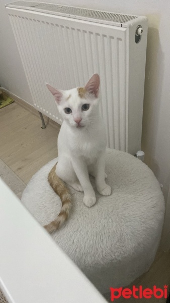 Tekir Kedi, Kedi  Aslan fotoğrafı