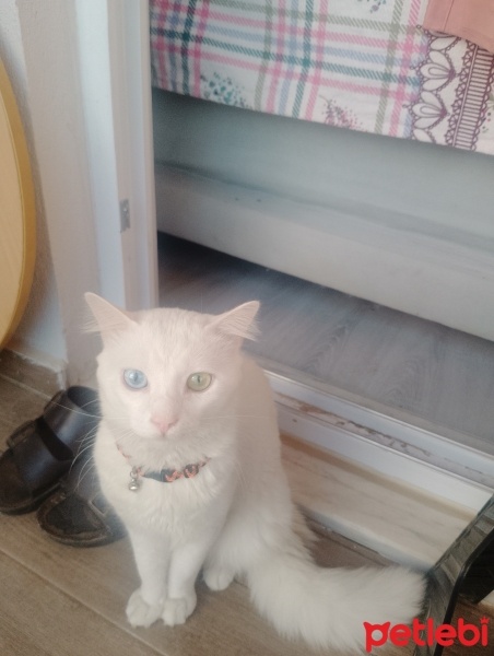 Van Kedisi, Kedi  Pamuk fotoğrafı