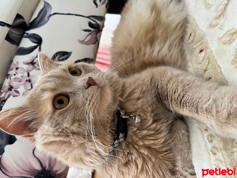 British Longhair, Kedi  garfi fotoğrafı