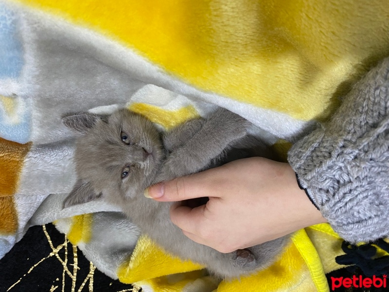 British Shorthair, Kedi  Bella fotoğrafı