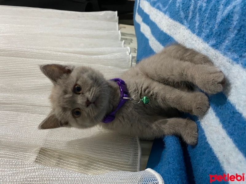 British Shorthair, Kedi  Bella fotoğrafı