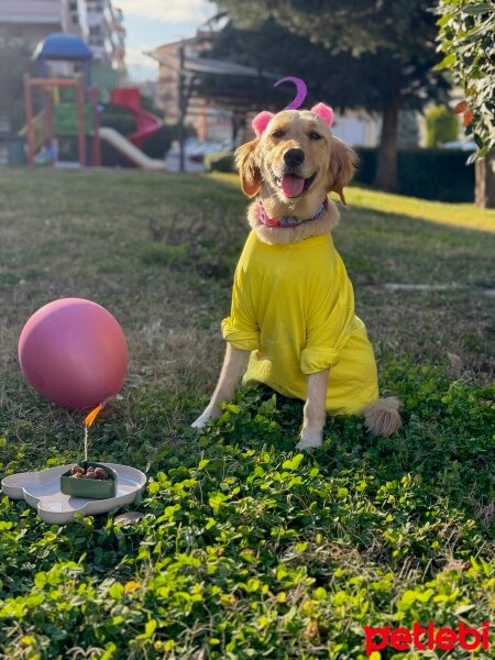 Golden Retriever, Köpek  Kaymak fotoğrafı